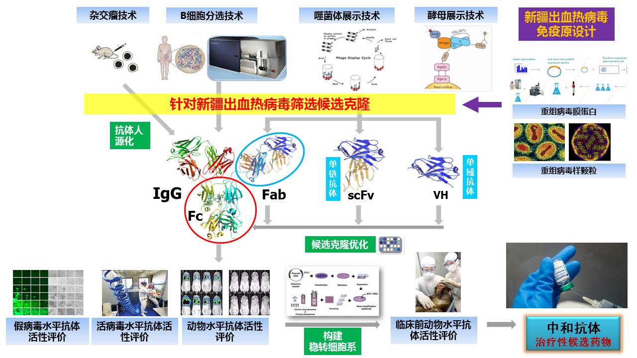 烈性传染性病毒的治疗性抗体