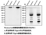 腺病毒表达抗癌单抗