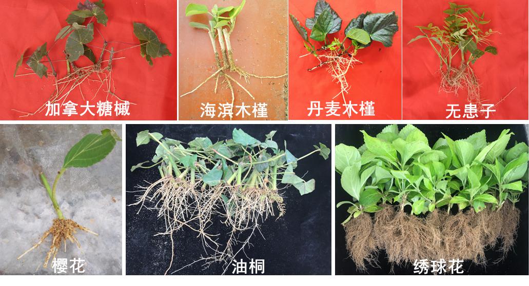 景观园艺植物高效非试管快繁技术