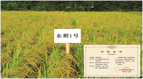 水稻新品种“东稻1”