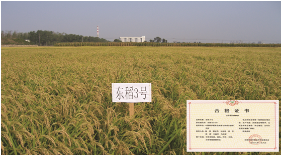 水稻新品种“东稻3”