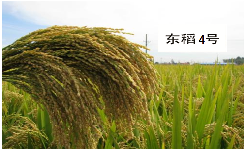水稻新品种“东稻4”