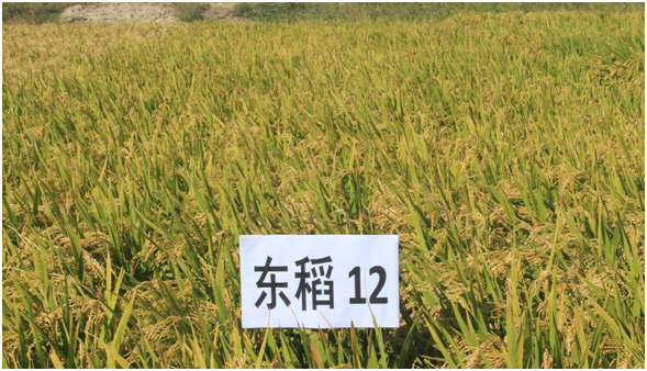 水稻新品种“东稻12”