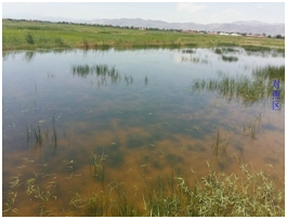 秸秆生物炭盐碱地改良与中低产田改造技术