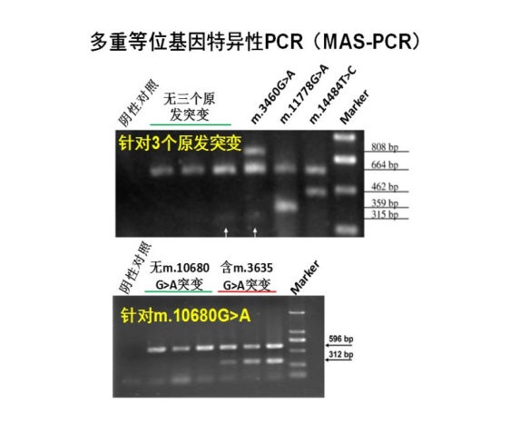 Leber遗传性视神经病变致病性突变快速筛查方法