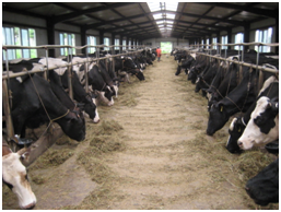 粮草轮作与奶牛一体化产业技术体系