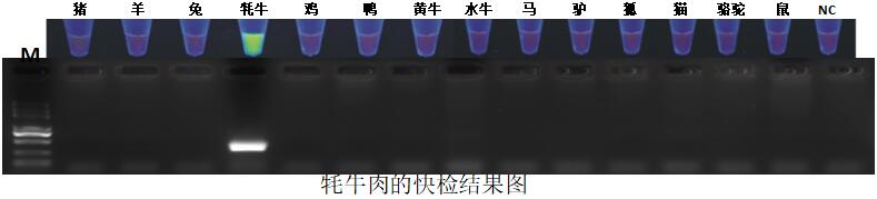 食品、中药材PCR快检技术