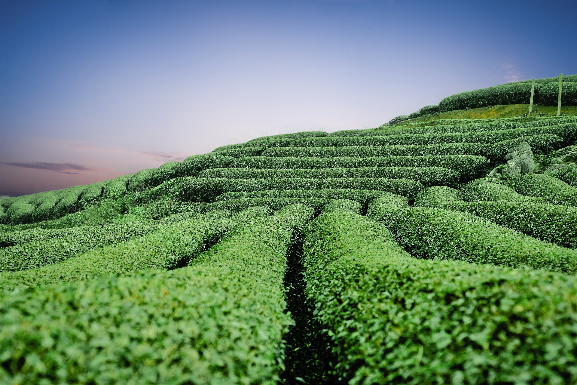 我国首次发现山茶属管蕊茶植物新种