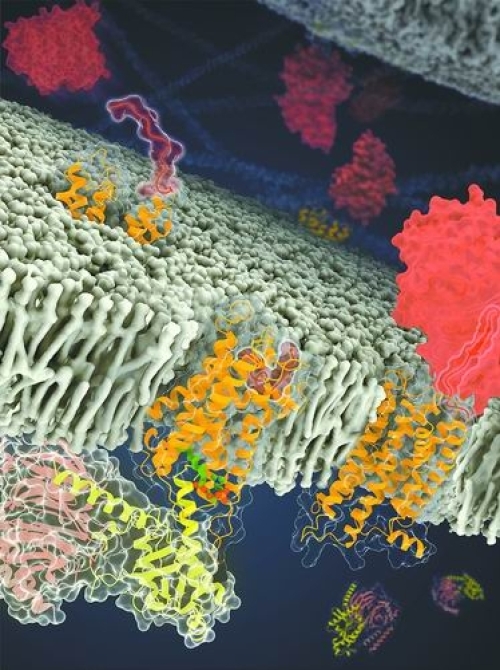 巧用“信号兵” 拓荒“处女地” 研究首次阐明黏附类受体自发激活分子机制