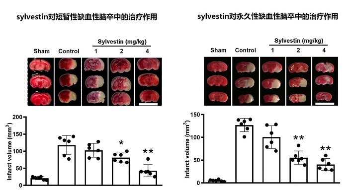 科研人员从山蛭中发现活性多肽 可治疗缺血性脑中风
