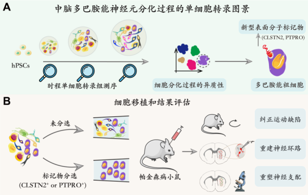 推动帕金森病治疗 新研究有助预测细胞替代疗法结果