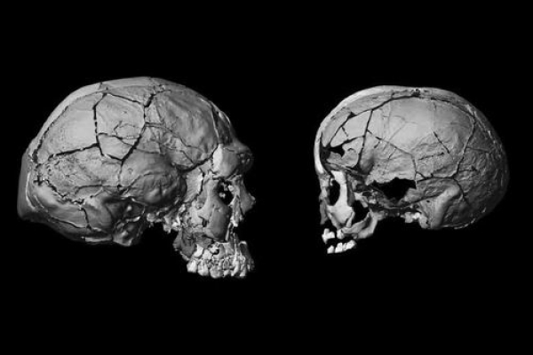 脑壳形状要看脸 人类大脑16万年几乎未变