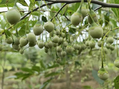 “金”色茉莉花结出“绿”色增塑剂 南林大研究生用野茉莉籽油制备生物基增塑剂