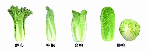 为何大白菜“抱团”能换姿势