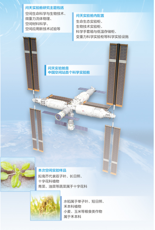问天实验舱开展拟南芥和水稻“从种子到种子”全生命周期实验 在中国空间站种植物