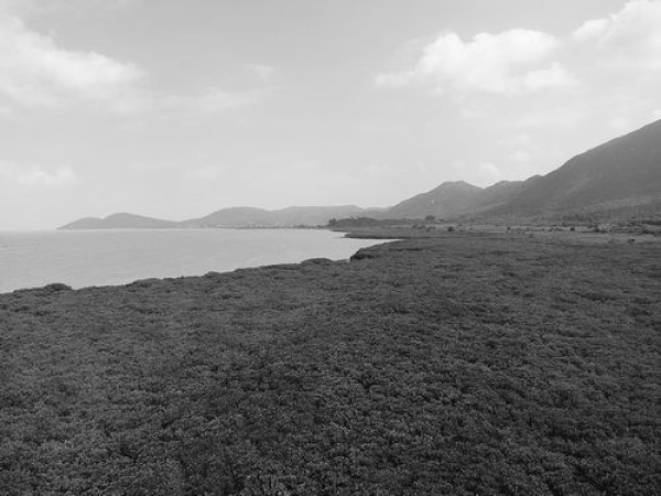 南海海洋所揭示红树林修复中固氮微生物变化的驱动机制