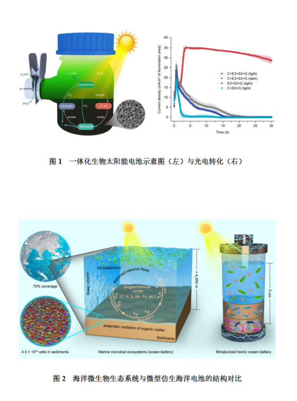 科学家创建出仿生海洋电池