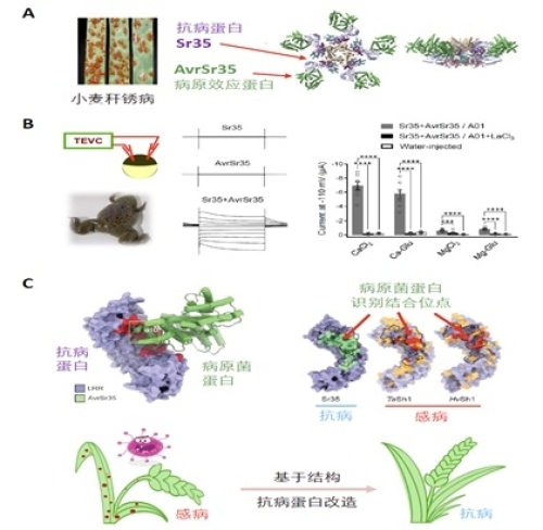 研究揭示小麦Sr35抗病小体的分子机制