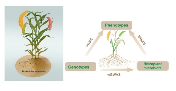 分子植物卓越中心等提出“农业精准微生物组”概念
