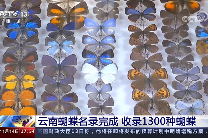 【新闻直播间】云南蝴蝶名录完成 收录1300种蝴蝶