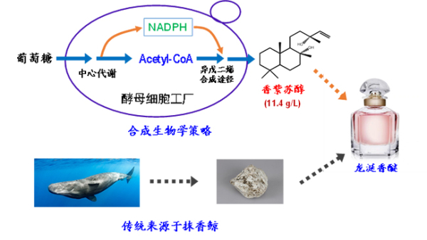 大连化物所实现二萜香紫苏醇高效生物合成