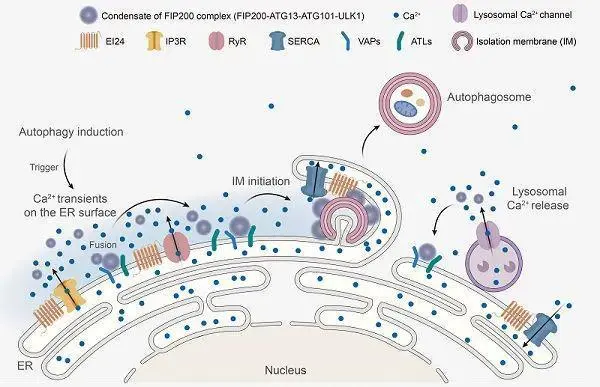 我国科学家发现多细胞生物自噬的起始信号 初步破解“细胞清道夫”形成之谜