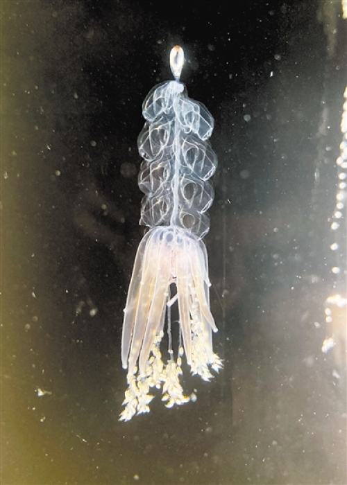 水母游泳方式启发水下航行器设计