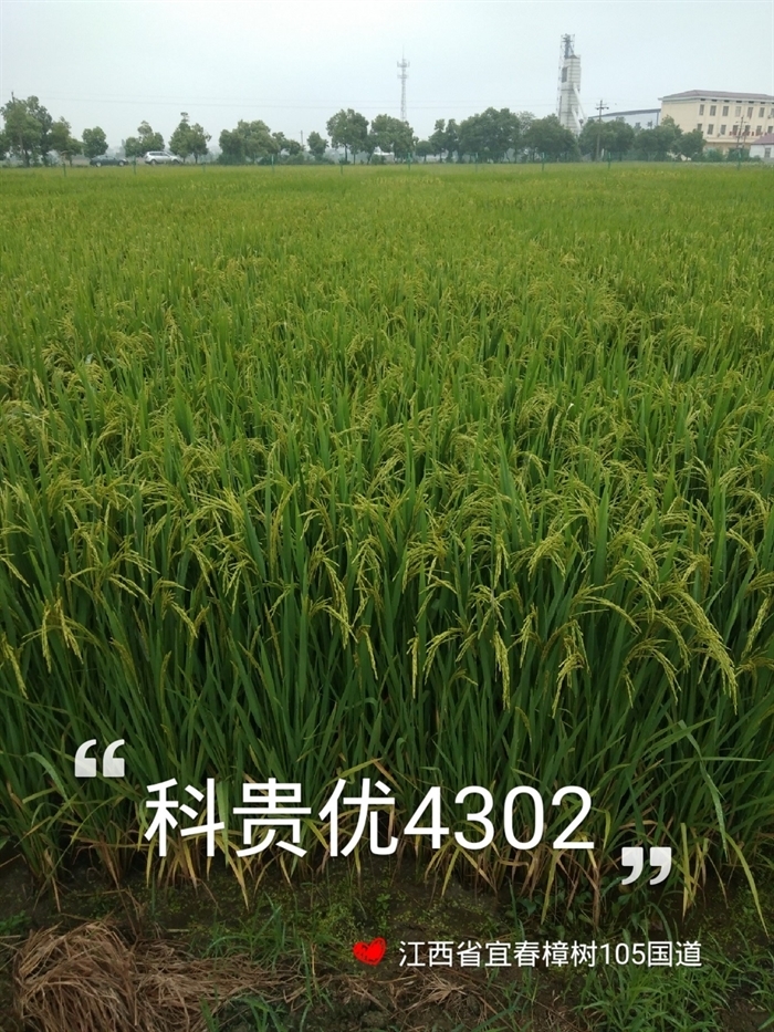 我国首个“三抗”优质杂交稻品种通过国审