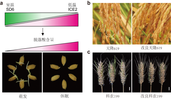科学家找到调控水稻、小麦穗发芽的“开关”