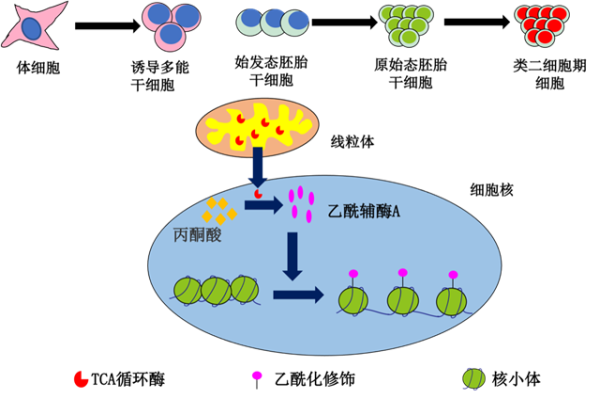 研究揭示线粒体TCA酶入核调控多能性的全新模式