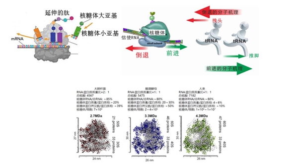 研究发现精子中新型核糖体能产生精子特异蛋白组