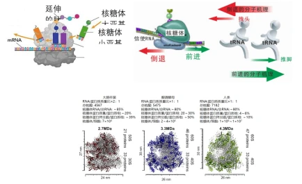 生殖细胞特异性核糖体缺失影响男性生育力